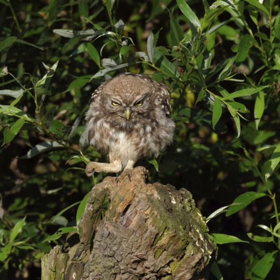 Here I am the boss... Little owl (Athene noctua), owl clenches its fist and bangs on the table, funny, meaningful picture, situation comedy, native nature, Lower Rhine, North Rhine-Westphalia, Rhineland, Germany, Western Europe