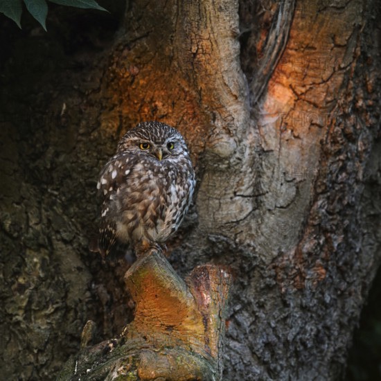 Early morning light... Little owl (Athene noctua) on its perch in spotlight at sunrise, adult bird in typical, natural surroundings in an old pollard tree, native nature, Lower Rhine, North Rhine-Westphalia, Rhineland, Germany, Western Europe