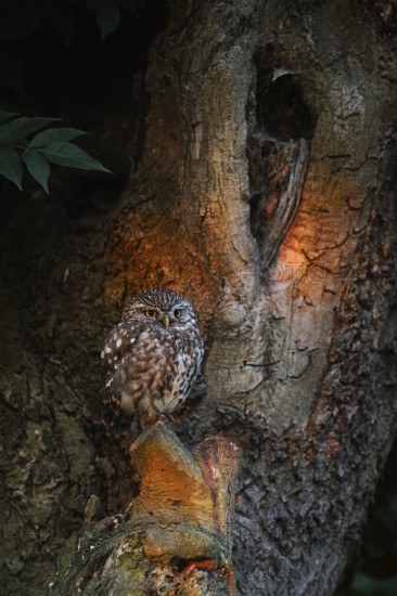 Early morning light... Little owl (Athene noctua) on its perch in spotlight at sunrise, adult bird in typical, natural surroundings in an old pollard tree, native nature, Lower Rhine, North Rhine-Westphalia, Rhineland, Germany, Western Europe
