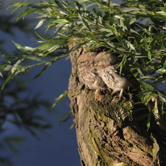 Siblings... Little owls (Athene noctua), young birds, branchlings exploring in the early morning light, sitting in pairs, side by side on an old pollard willow, native nature, Lower Rhine, North Rhine-Westphalia, Rhineland, Germany, Western Europe