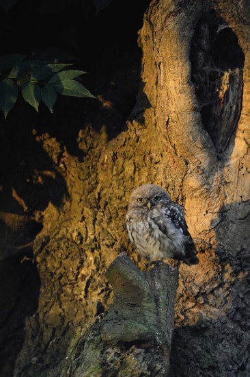 In the first light... Little owl (Athene noctua), still relatively young owl sits at sunrise near the breeding den in an old willow, basks in the sun, enjoys the light, looks attentively at the camera, local nature, Lower Rhine, North Rhine-Westphalia, Rhineland, Germany, Western Europe