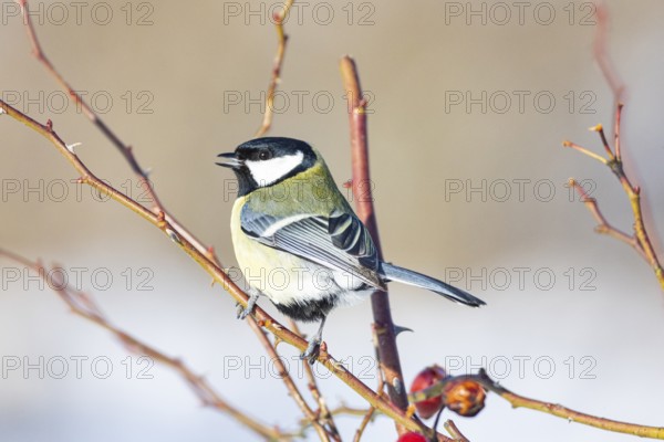 Great tit (Parus major) Germany