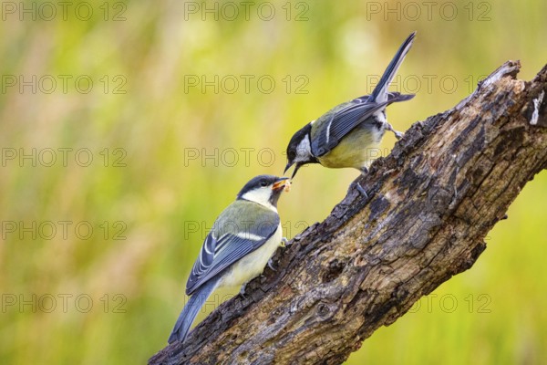 Great tit (Parus major) adult bird feeds young Germany