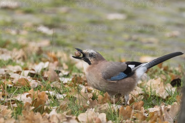 Eurasian Jay (Garrulus glandarius) in the midst of autumn leaves keeping an acorn in its beak, Hesse, Germany