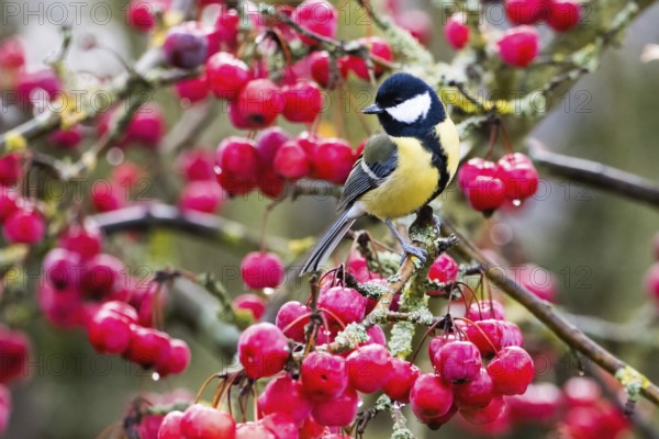 A great tit (Parus major) on a branch full of red berries, caught in a lively autumn scene, Hesse, Germany