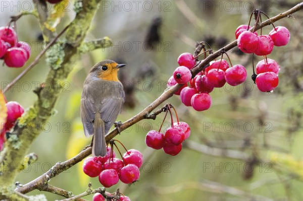 A robin (Erithacus rubecula) sits on a branch laden with red berries, surrounded by an autumnal atmosphere, Hesse, Germany