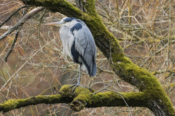 A gray heron (Ardea cinerea) sits on a mossy branch against a tangled background, Hesse, Germany