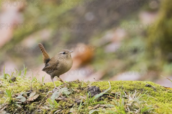 A wren (Troglodytes troglodytes) stands on mossy ground in a natural autumn scene, Hesse, Germany