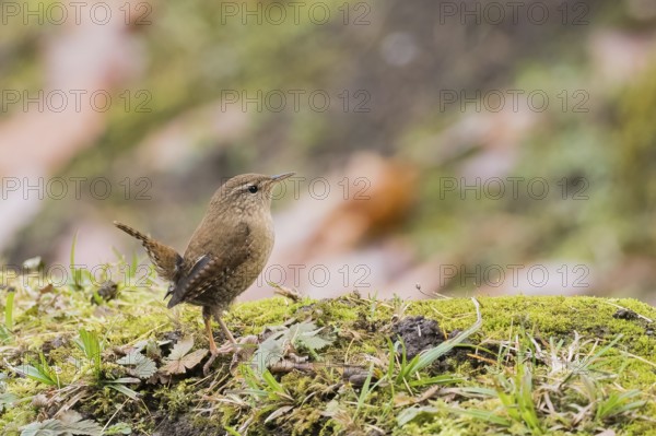 A wren (Troglodytes troglodytes) on moss-covered ground in an autumn environment, Hesse, Germany
