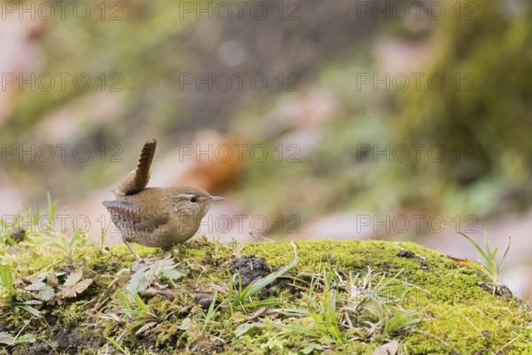 A wren (Troglodytes troglodytes) sits on moss-covered ground in an autumn environment, Hesse, Germany