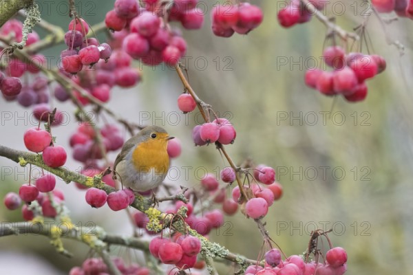 A robin (Erithacus rubecula) sits among bright red berries on a branch in natural surroundings, Hesse, Germany