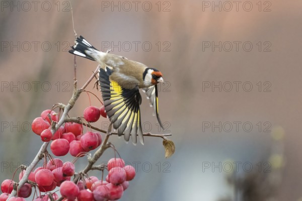 Departure of a goldfinch (Carduelis carduelis) from a branch with bright red berries, Hesse, Germany