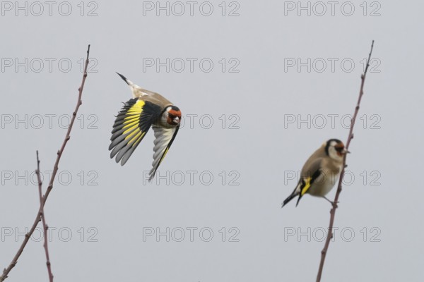 A goldfinch (Carduelis carduelis) flies next to a seated bird between sparse branches against a grey sky, Hesse, Germany