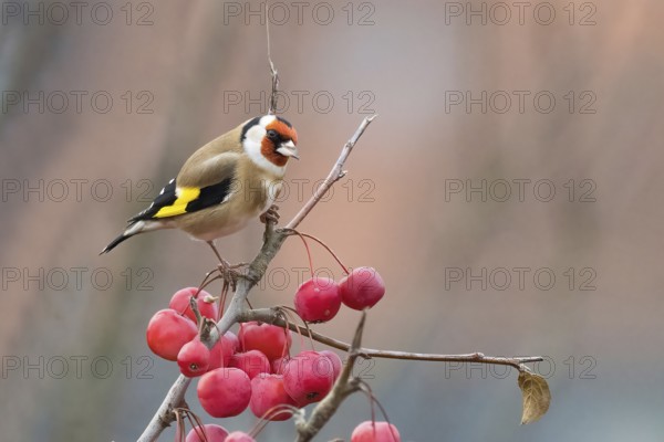 A goldfinch (Carduelis carduelis) sits on a branch with red berries against a blurred background, Hesse, Germany