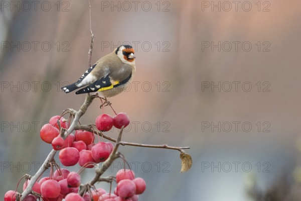 A goldfinch (Carduelis carduelis) resting on a branch with bright red berries against a soft background, Hesse, Germany