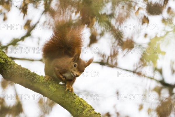 Squirrel (Sciurus vulgaris) on a branch with autumn leaves in the background, Hesse, Germany