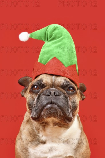 French Bulldog dog dressed up with Christmas elf costume hat in front of red background