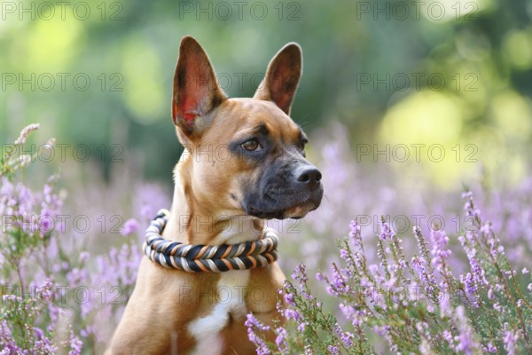 Dog with woven collar in purple blooming heather flower field during late summer