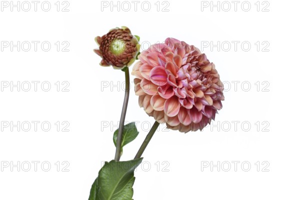 Peach colored Ball Dahlia flower in full bloom on white background