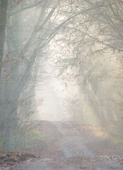 Light-flooded forest trail, fascinating rays of light, peaceful, mood, fog, glows, morning haze, morning sun, misty, forest, path, early fog, sunrays, light rays, natural, mixed forest, deciduous forest, autumnal, colored, leaves, crossroads, twisting, light bundle, forest floor, bright, friendly, lighting mood, sun, sunlight, morning, haze, natural forest, nature, colorful, atmospheric, mystical, magical, season, beauty, Lüneburg District, Lower Saxony, Germany