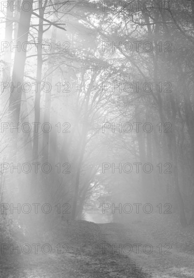 Misty forest trail in black and white, silence of a mystical landscape, light-flooded forest, path, light rays, peaceful, mood, fog, haze, morning sun, sun rays, natural, mixed forest, autumnal, colored, leaves, lighting mood, sun, sunlight, morning, haze, natural forest, nature, atmospheric, mystical, magical, season, beauty, symbol of farewell, death, Weg ins Licht, Death, Condolence, Lüneburg District, Lower Saxony, Germany