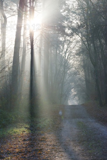A light-flooded forest trail, fascinating rays of light, peaceful, atmosphere, fog, glows, morning haze, morning sun, foggy, forest, path, early fog, sunrays, light rays, natural, mixed forest, deciduous forest, red beech, shadow play, autumnal, coloured leaves, European beech (Fagus sylvatica), light spots, light mood, sun, sunlight, morning, haze, natural forest, nature, colorful, atmospheric, mystical, magical, season, beauty, Lüneburg district, Lower Saxony, Germany
