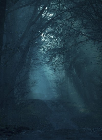 Mystical dark forest in shades of blue, fog, flooded with low light, foggy, gloomy forest path, silence, frightening landscape, mood, hazy light, path, rays of light, peaceful, fog, mysterious, dark, dim, haze, twilight, moonlight, moon, glow, night, tall trees, scary, shadow, darkness, autumn, scary, shadow, darkness, autumn, creepy, lighting mood, nature, atmospheric, mystical, magic, season, symbol horror, phobia, district of Lüneburg, Lower Saxony, Germany