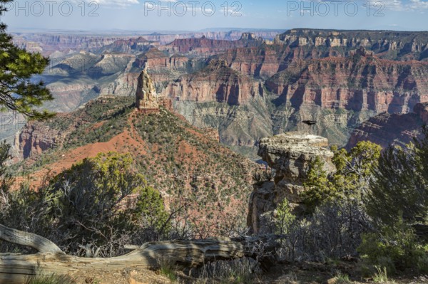 190601_152 North Rim of the Grand Canyon in Northern Arizona, USA