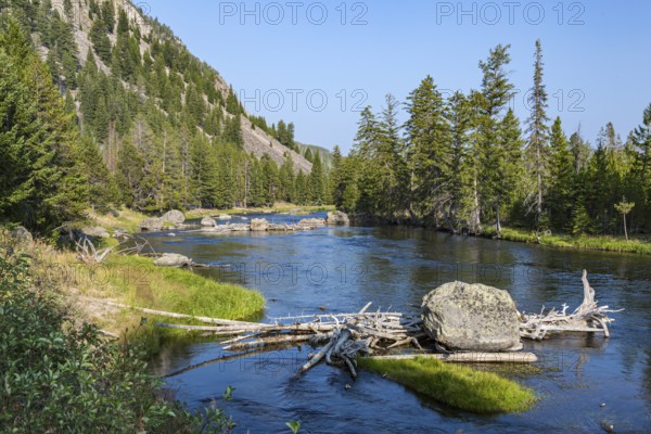 180823_111 Log jam on the Madison River flowing through pine trees along Hwy 191 near the west gate of Yellowstone National Park in Wyoming