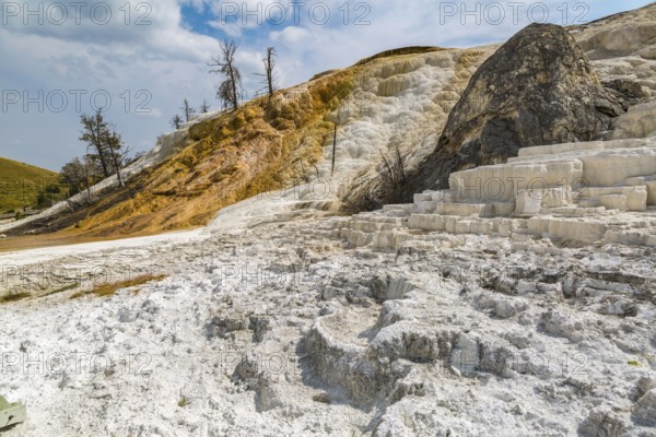 180822_110 Dead trees on a hill of calcium carbonate expelled from Palette Spring over time in the Mammoth Hot Springs area of Yellowstone National Park, Wyoming