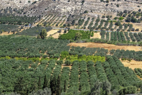 Large olive plantation, Kamilari, Crete, Greece