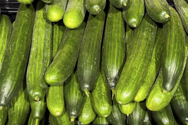 Snake cucumbers (Trichosanthes anguina) displayed by grocery retailers greengrocers retail wholesalers, internationa