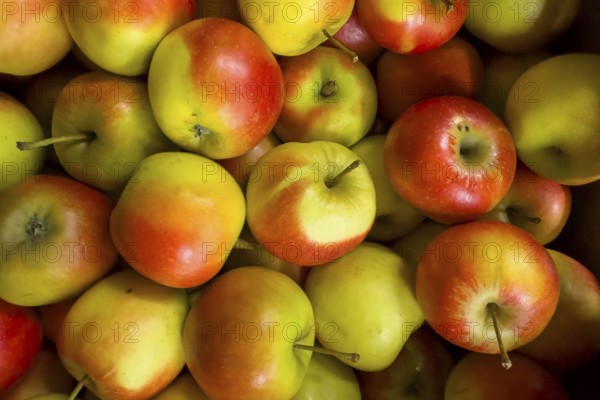 Organically grown apples natural food fruit for healthy eating locally grown local production on display by grocery store grocer supermarket, Germany