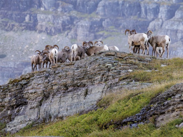 240905_157-E Bighorn Sheep (Ovis canadensis) on a ridge along the Hidden Lake Trail from the Logan Pass Visitor Center in Glacier Natioinal Park, Montana, USA