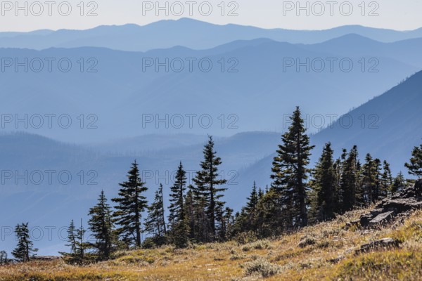 240905_077 Pine trees along the ridges of the mountains along the Hidden Lake Trail from the Logan Pass Visitor Center in Glacier Natioinal Park, Montana, USA