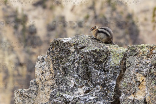 240913_013 Golden-mantled ground squirrel sitting on a jagged rock in Yellowstone National Park, Wyoming, USA