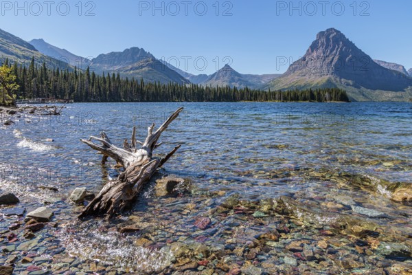 240906_153 Fallen tree in the clear water of Two Medicine Lake at the Two Medicine Ranger Station in Glacier National Park, Montana, USA