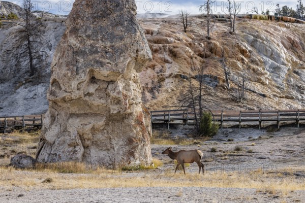 240914_033 Female elk roaming past the Liberty Cap rock formation in the Mammoth Hot Springs area of Yellowstone National Park, Wyoming, USA