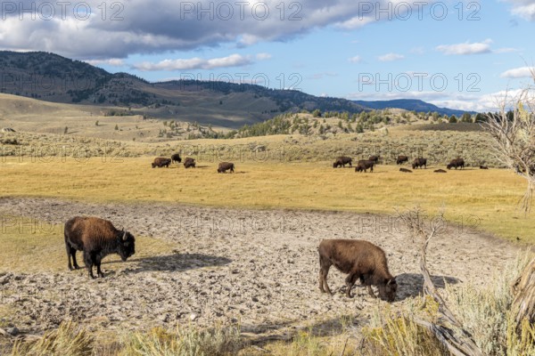 240913_221 American Bison (Bison bison) roaming the open range in Lamar Valley at Yellowstone National Park, Wyoming, USA