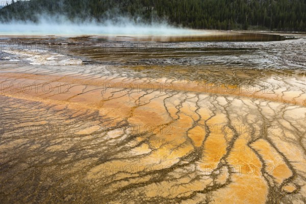 180821_318 Brown layered stratiform mats at the outer perimeter of the Grand Prismatic Spring in the Midway Geyser Basin of Yellowstone National Park, Wyoming