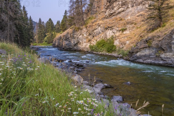180819_096 Madison River flowing through pine trees along Hwy 191 near the west gate of Yellowstone National Park in Wyoming