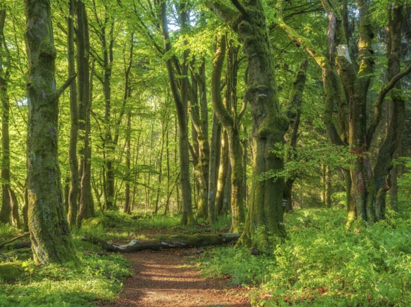 Hiking trail through sunny old forest of large gnarled, moss-covered beech trees in spring, Hessian Rhön nature park Park, Hesse, Germany