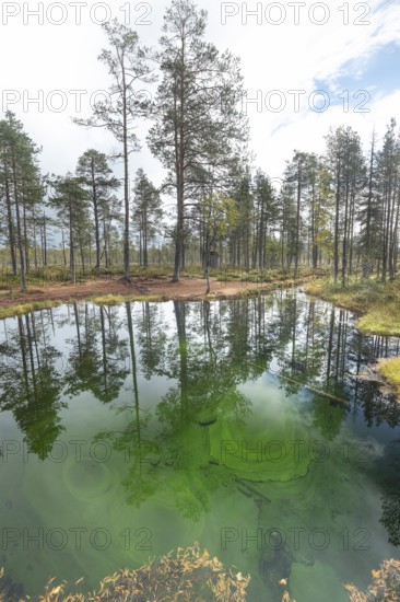 Emerald green spring water reflects autumn trees. Frog spring in the moor, wetland in Arvidsjaur, Sweden