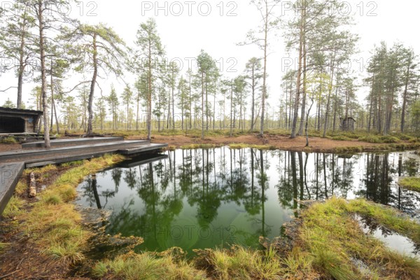 Emerald green spring water reflects autumn trees. Frog spring in the moor, wetland in Arvidsjaur, Sweden