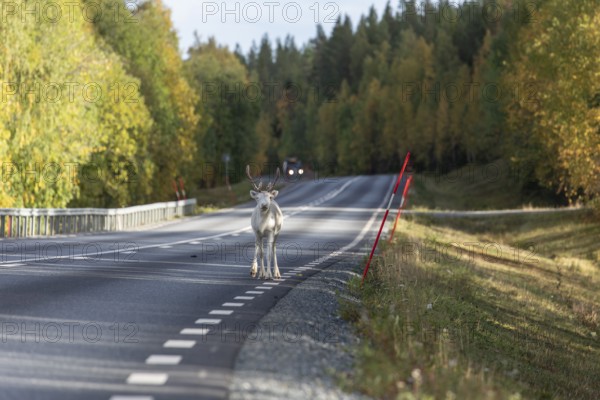 White reindeer on the street in Sweden, Lapland in autumn