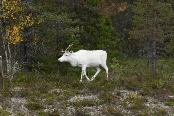 White reindeer on the edge of a forest in Sweden Lapland in autumn