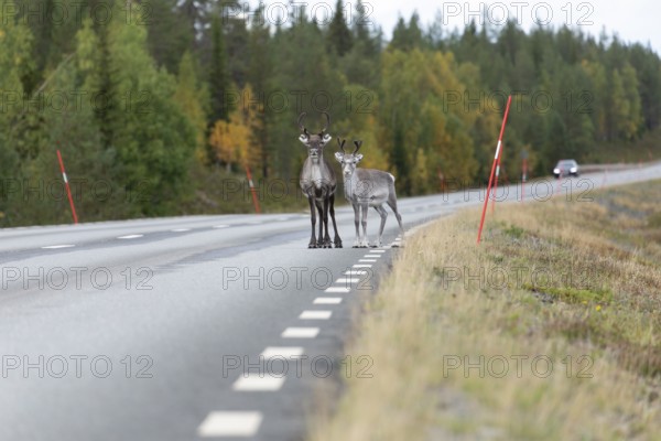 Autumn migration of reindeer on the roads with traffic in northern Sweden