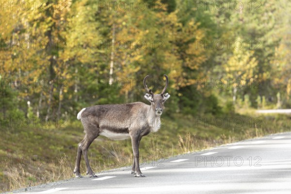Reindeer standing on the side of the road in northern Sweden in autumn