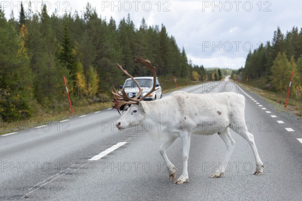 White reindeer on the street in Sweden, Lapland in autumn. An old Swedish car on the opposite road