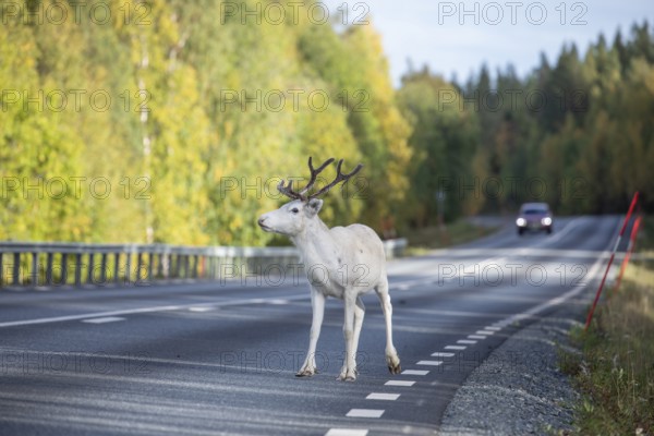 White reindeer on the street in Sweden, Lapland in autumn. Car is driving on the opposite side
